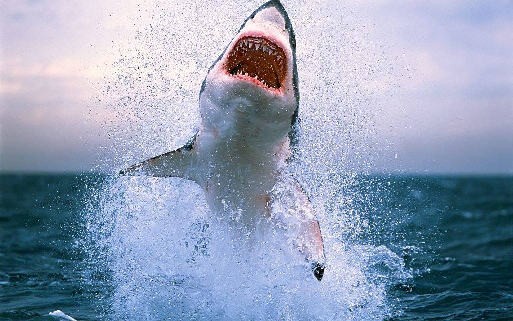 Фото большой акулы
