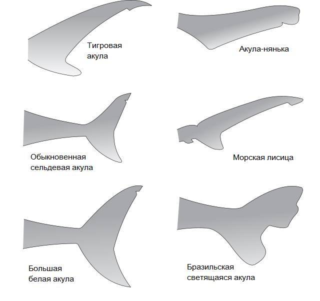 Хвосты акул