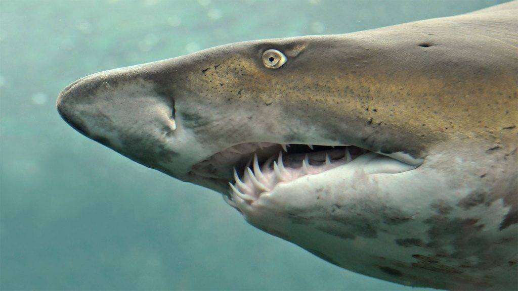 Челюсти акулы фото