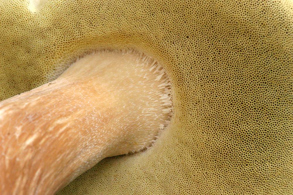 Шляпка белого гриба