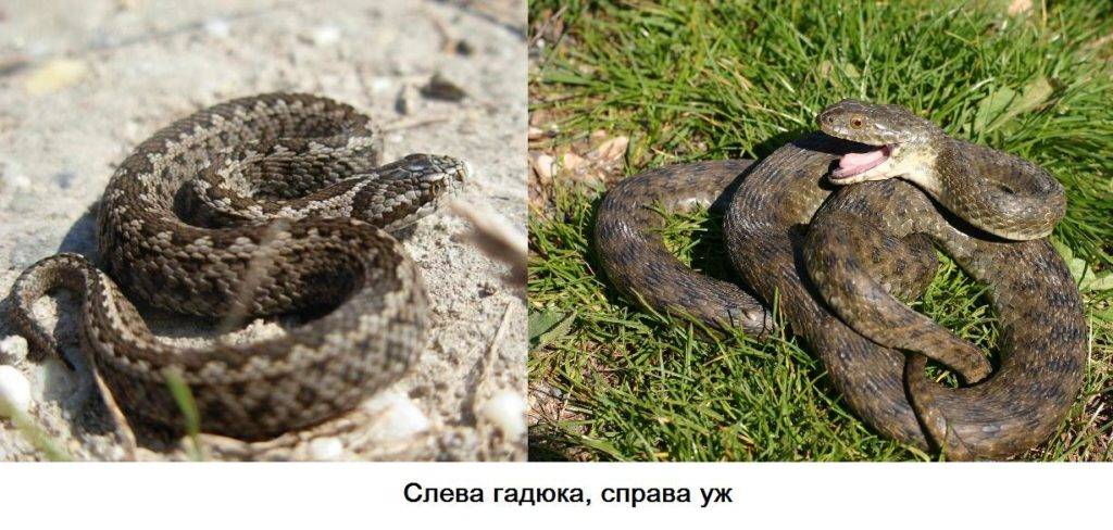 Чем питается гадюка в пустыне. Смотреть фото Чем питается гадюка в пустыне. Смотреть картинку Чем питается гадюка в пустыне. Картинка про Чем питается гадюка в пустыне. Фото Чем питается гадюка в пустыне