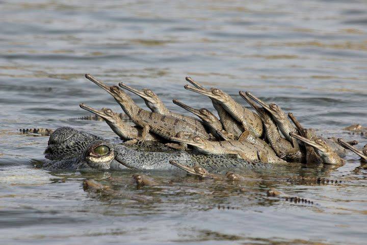 Krokodil Opisanie Vidy Gde Obitaet Chem Pitaetsya Foto