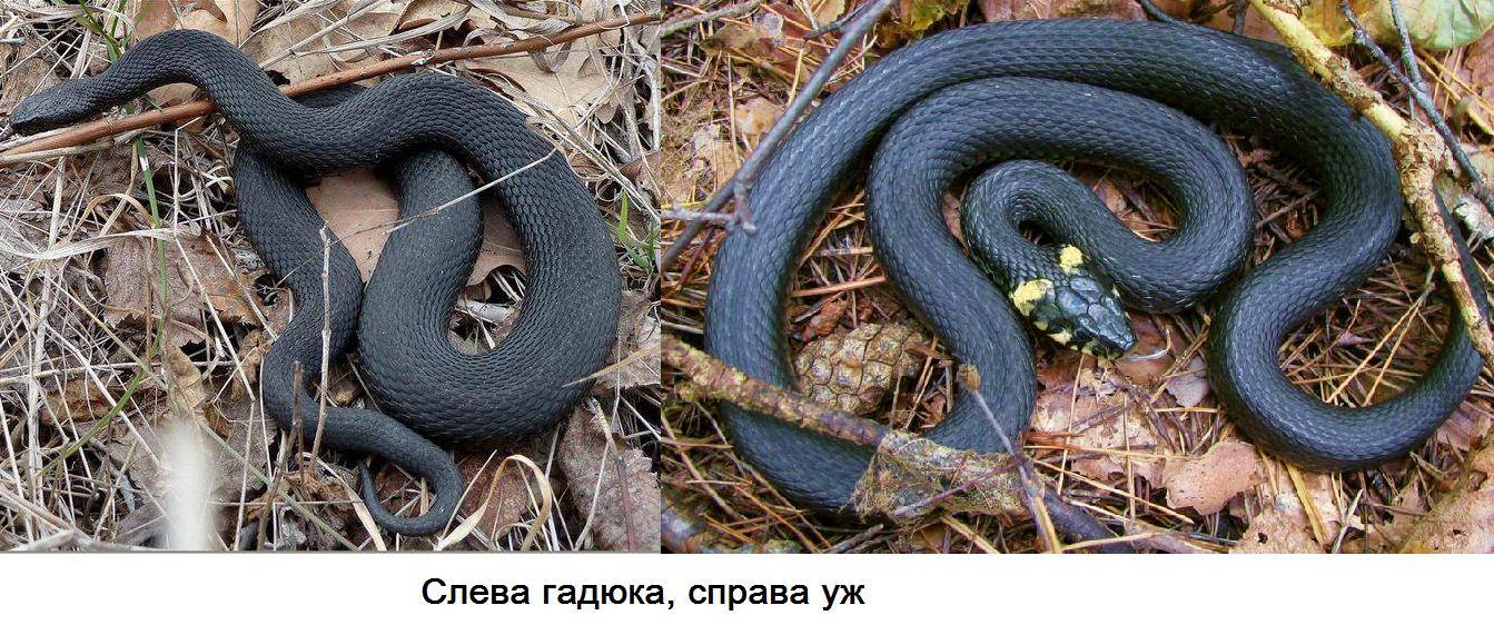 Как определить вид змеи по фото