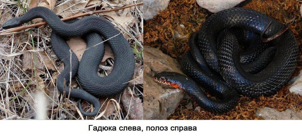 Чем питается гадюка в пустыне. Смотреть фото Чем питается гадюка в пустыне. Смотреть картинку Чем питается гадюка в пустыне. Картинка про Чем питается гадюка в пустыне. Фото Чем питается гадюка в пустыне