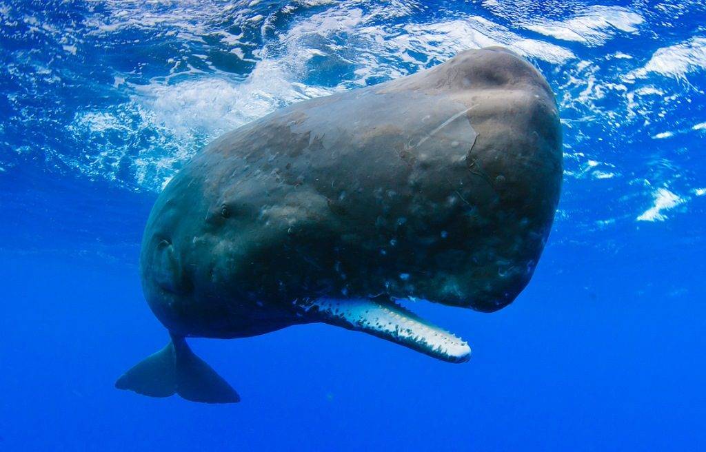Виды китов фото