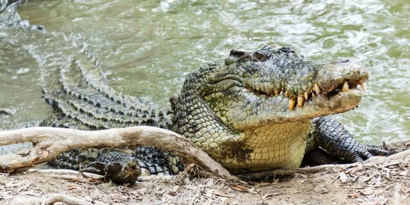 Виды Крокодилов И Аллигаторов Фото С Названиями