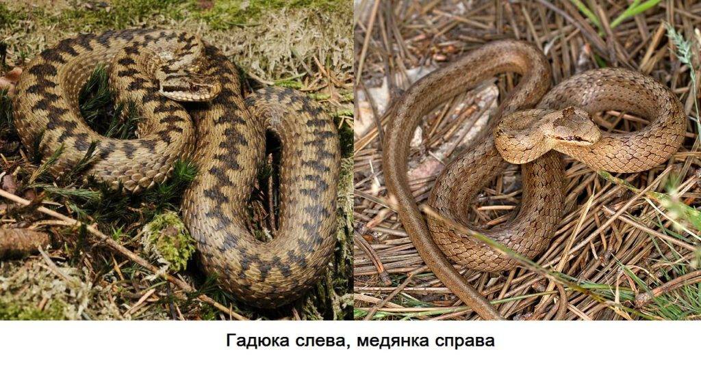 Чем питается гадюка в пустыне. Смотреть фото Чем питается гадюка в пустыне. Смотреть картинку Чем питается гадюка в пустыне. Картинка про Чем питается гадюка в пустыне. Фото Чем питается гадюка в пустыне
