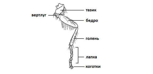 Жук это насекомое потому что. Смотреть фото Жук это насекомое потому что. Смотреть картинку Жук это насекомое потому что. Картинка про Жук это насекомое потому что. Фото Жук это насекомое потому что