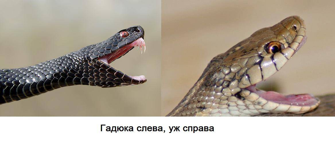 Отличить змею. Уж и гадюка. Гадюка полоз уж. Различия змей гадюки и ужа. Змея уж и гадюка.