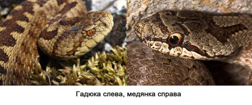 Чем питается гадюка в пустыне. Смотреть фото Чем питается гадюка в пустыне. Смотреть картинку Чем питается гадюка в пустыне. Картинка про Чем питается гадюка в пустыне. Фото Чем питается гадюка в пустыне