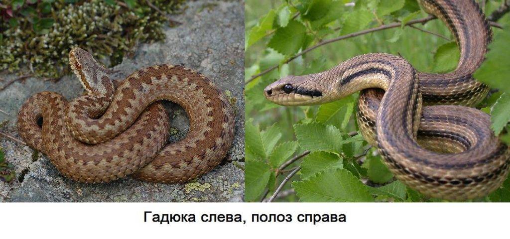 Чем питается гадюка в пустыне. Смотреть фото Чем питается гадюка в пустыне. Смотреть картинку Чем питается гадюка в пустыне. Картинка про Чем питается гадюка в пустыне. Фото Чем питается гадюка в пустыне