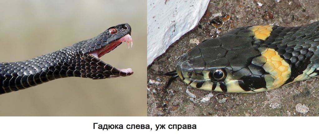 Чем питается гадюка в пустыне. Смотреть фото Чем питается гадюка в пустыне. Смотреть картинку Чем питается гадюка в пустыне. Картинка про Чем питается гадюка в пустыне. Фото Чем питается гадюка в пустыне