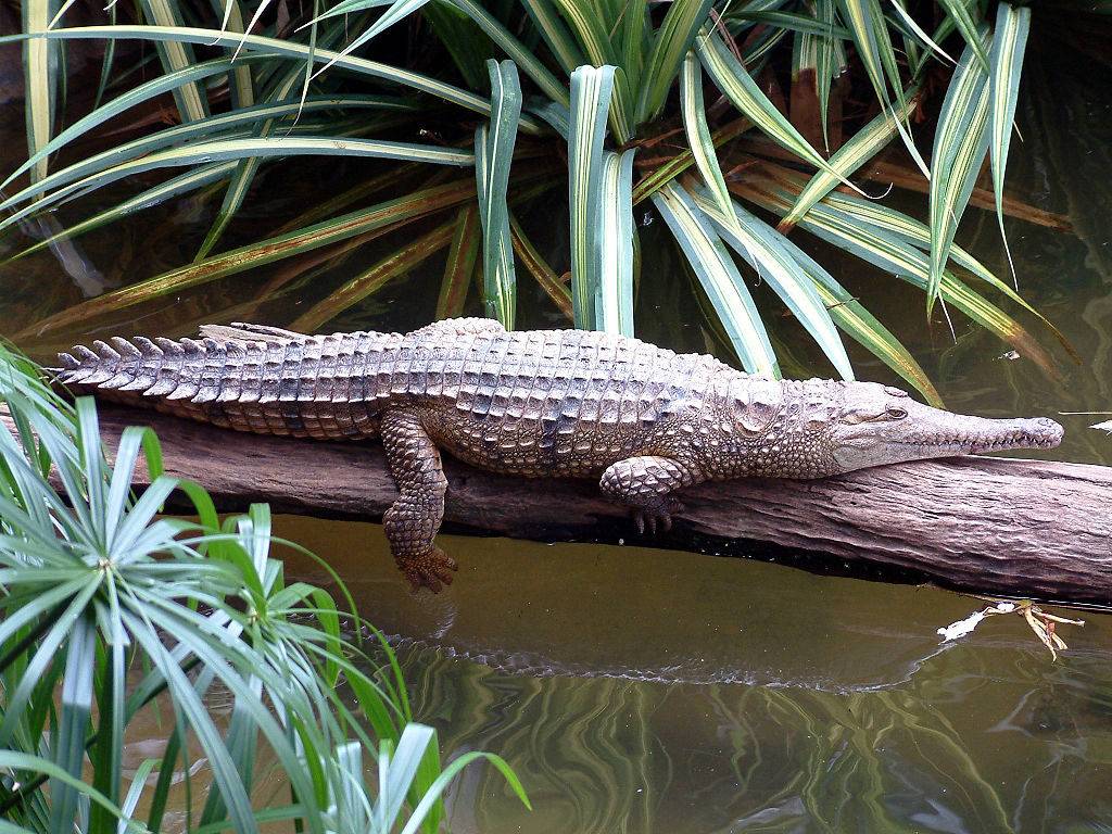 Австралийский узкорылый крокодил (лат. Crocodylus johnstoni)