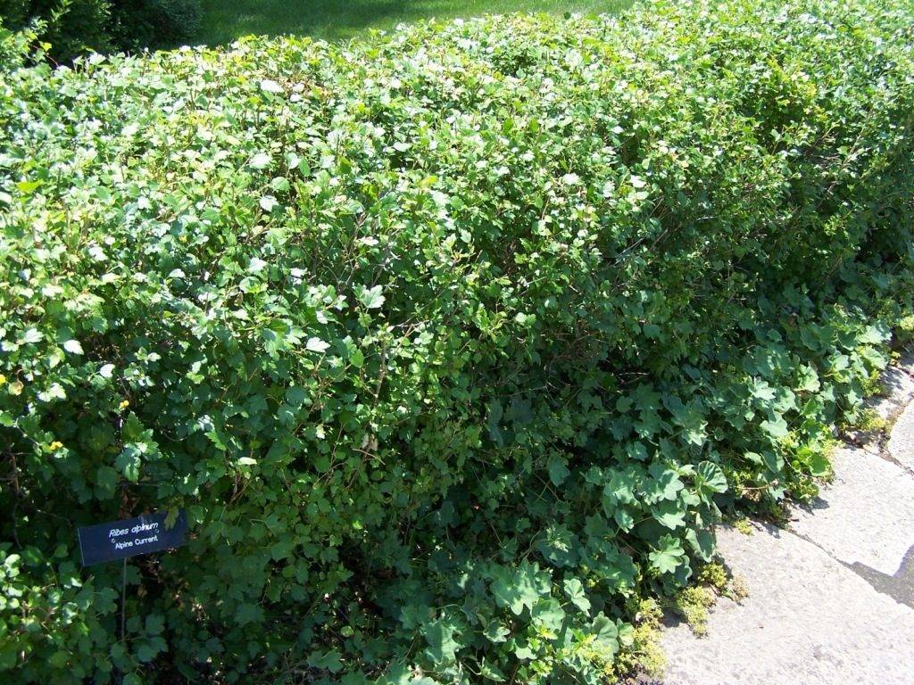 Альпийская смородина (лат. Ribes alpinum)