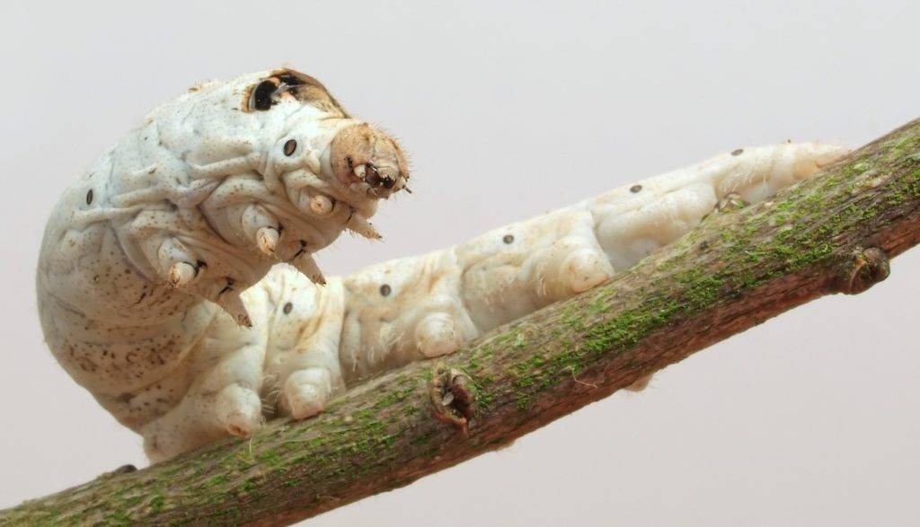 Белая гусеница тутового шелкопряда фото (лат. Bombyx mori)