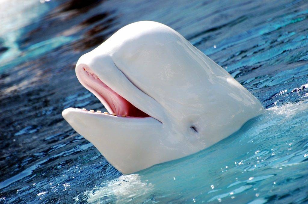 Белый кит (белуха) фото