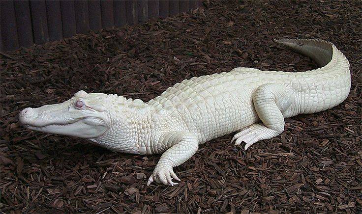 Белый крокодил (альбинос) фото