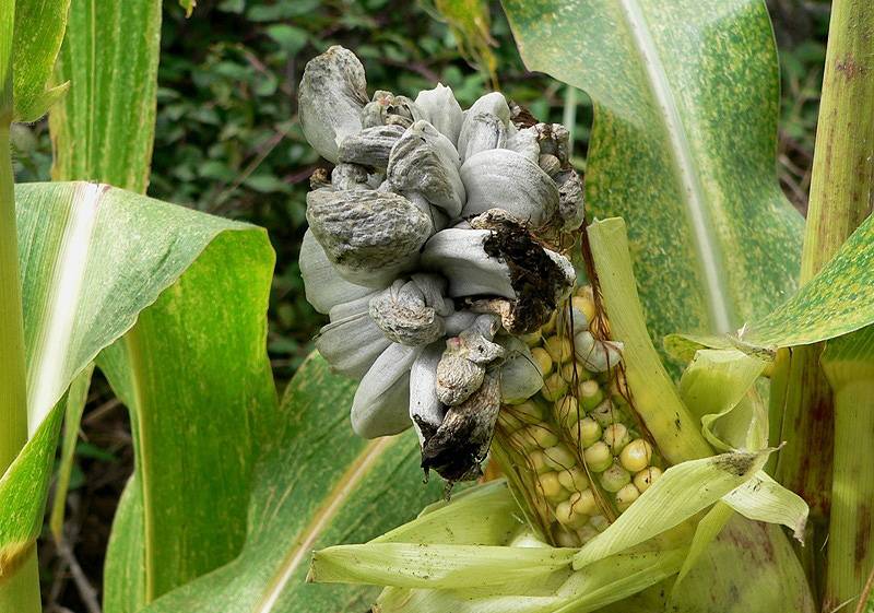 Болезни кукурузы – пузырчатая головня