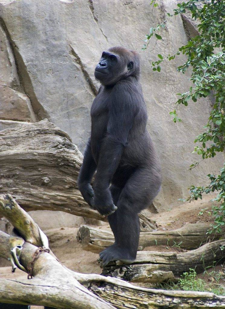 Большая обезьяна фото (горилла)