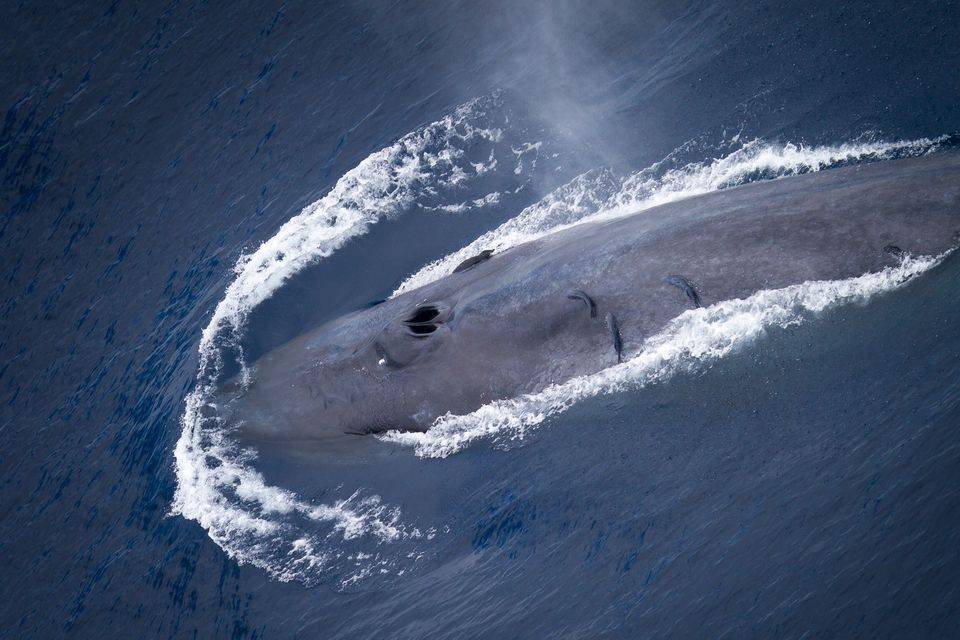 Большой кит фото