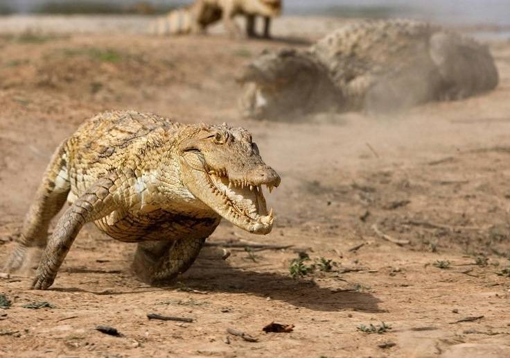 Большой крокодил бежит