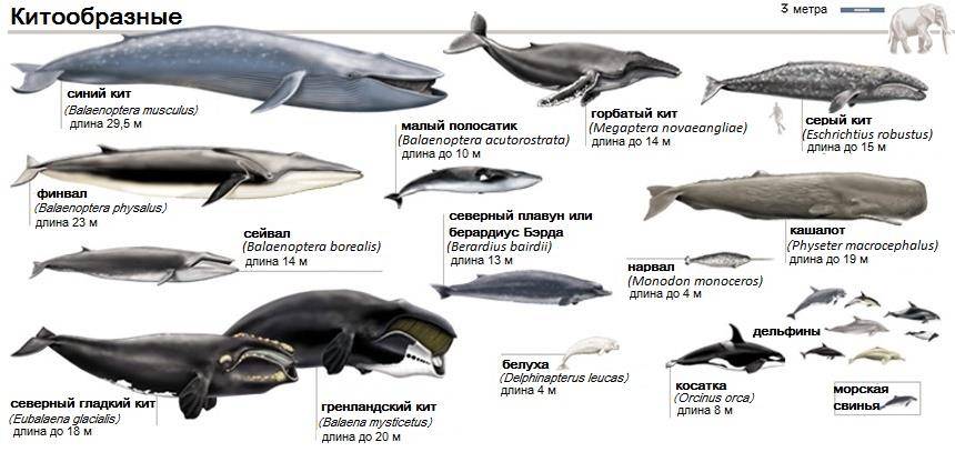 Виды и размеры китов
