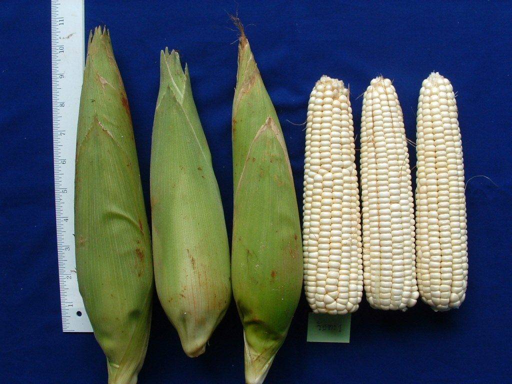 Восковидная кукуруза белого цвета (лат. Zea mays ceratina)