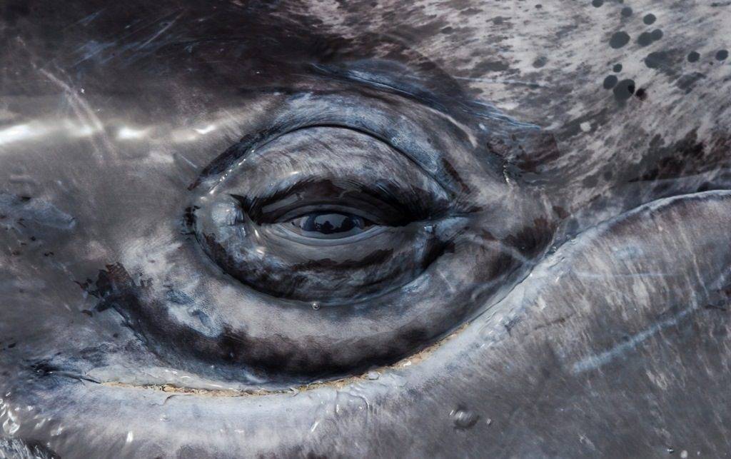 Глаз кита фото