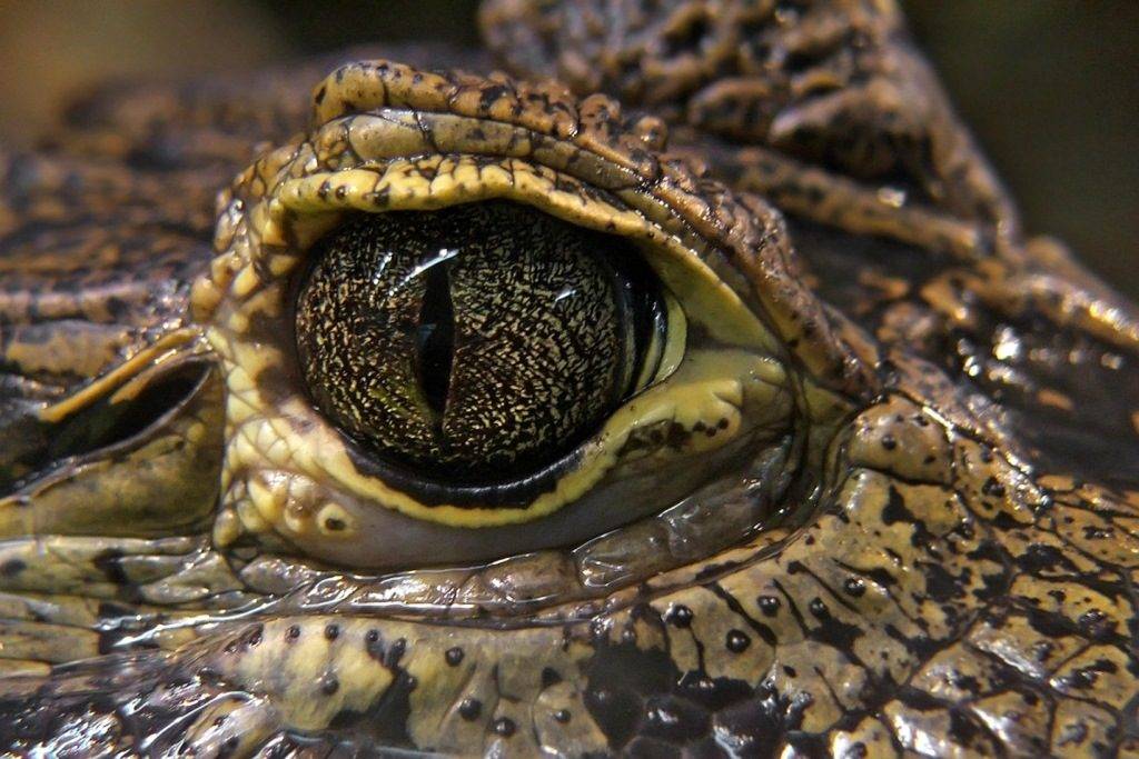 Глаз крокодила фото