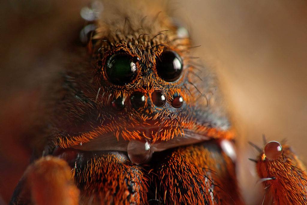 Глаза бразильского тарантула