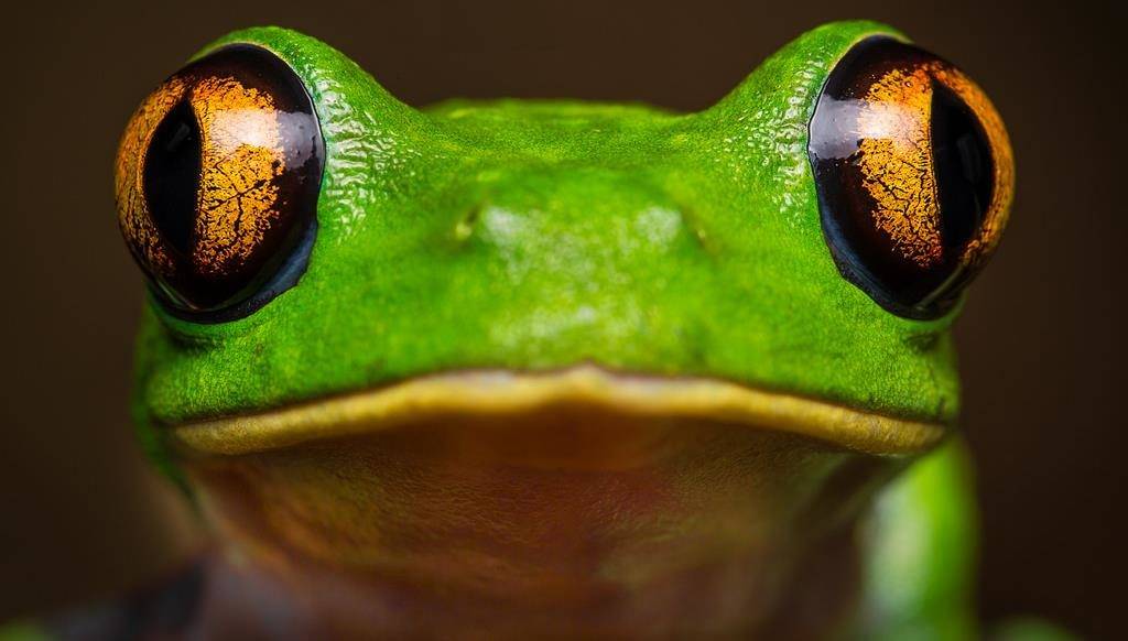 Глаза древесной лягушки