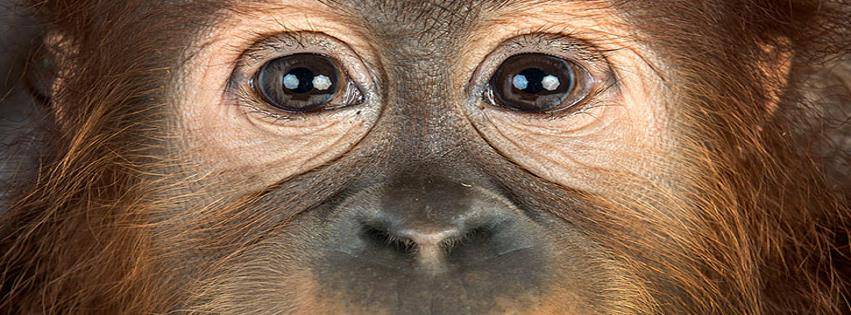 Глаза обезьяны фото
