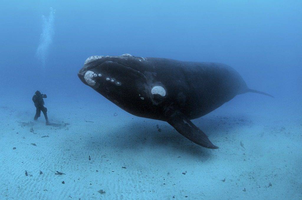 Гренландский кит (полярный кит) (лат. Balaena mysticetus)
