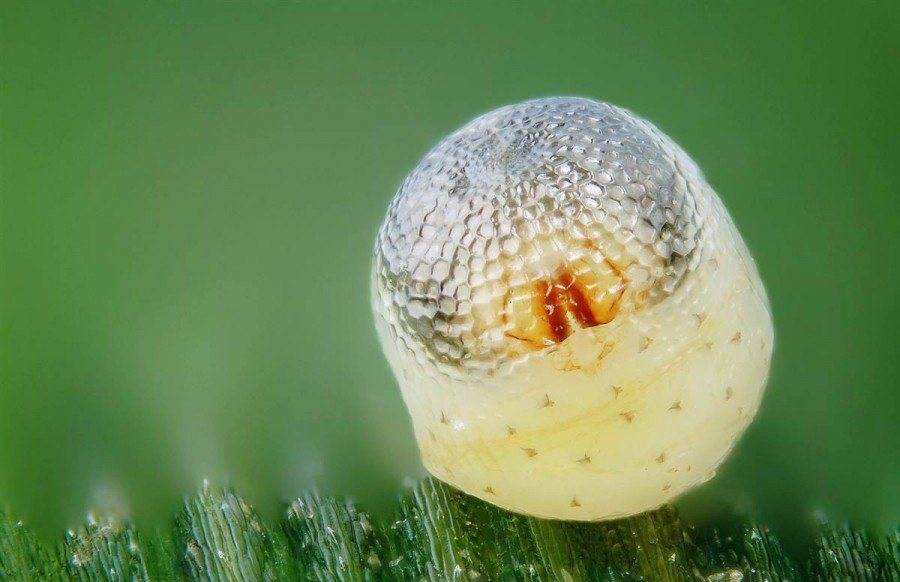 Гусеница в яйце бабочки