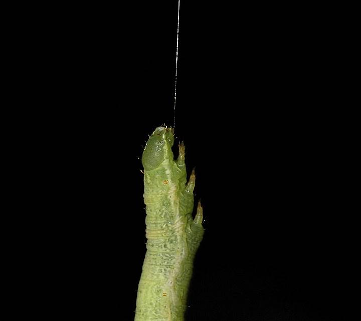 Гусеница висит на шелковой нити
