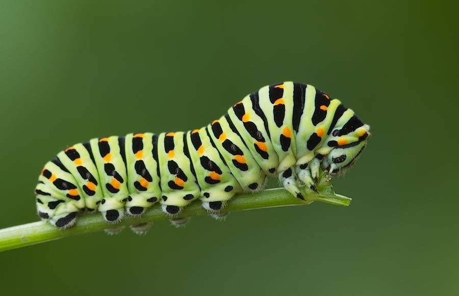Гусеница махаона фото (лат. Papilio machaon)
