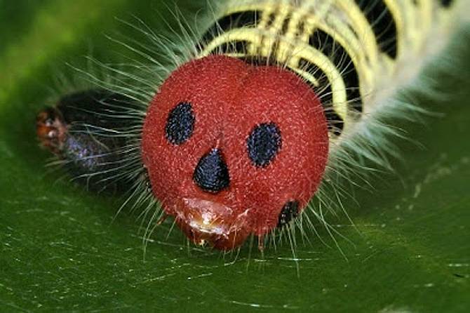 Гусеница с красным лицом, похожим на маску для Хэллоуина (лат. Hasora badra)