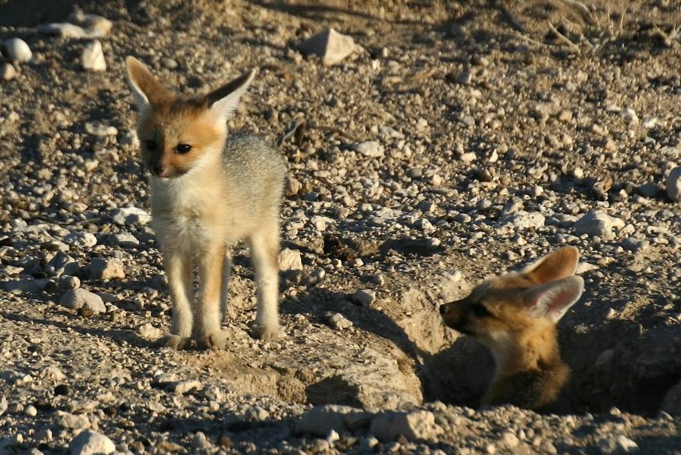 Детеныши лисицы южноафриканской