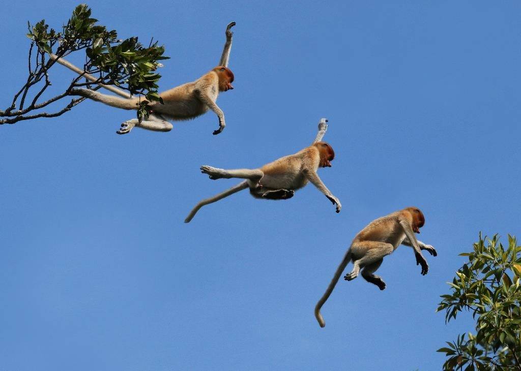 Дикие обезьяны в джунглях прыгают с дерева на дерево