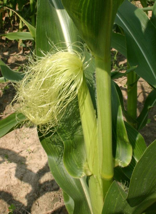 Женский цветок кукурузы