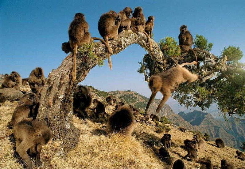 Жизнь обезьян в дикой природе