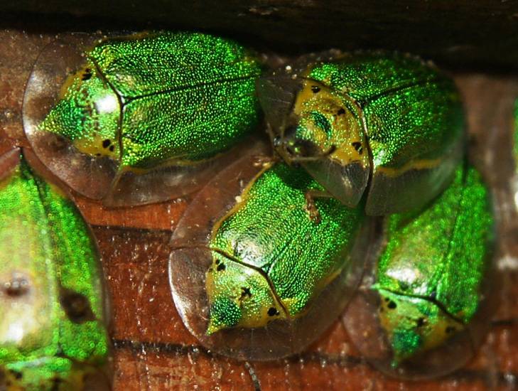 Зеленый жук из подсемейства щитоноски