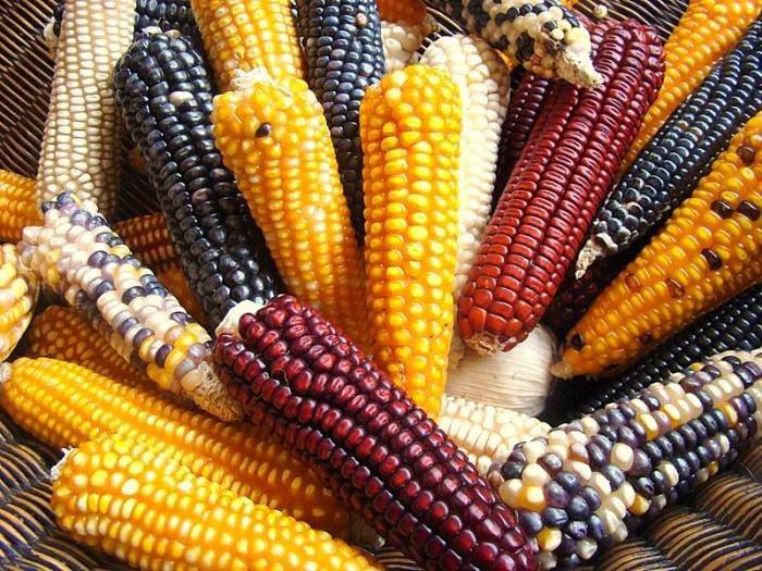 Зерна кукурузы фото