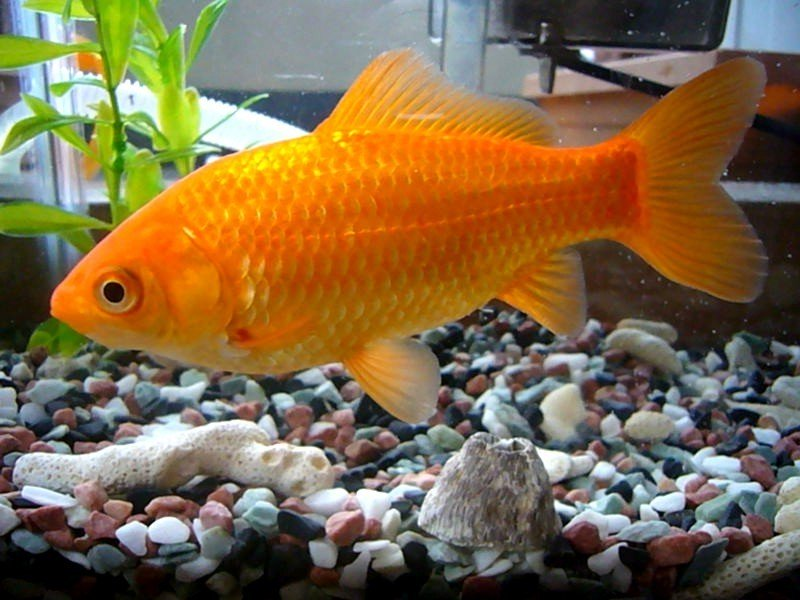 Золотая рыбка (лат. Carassius auratus)