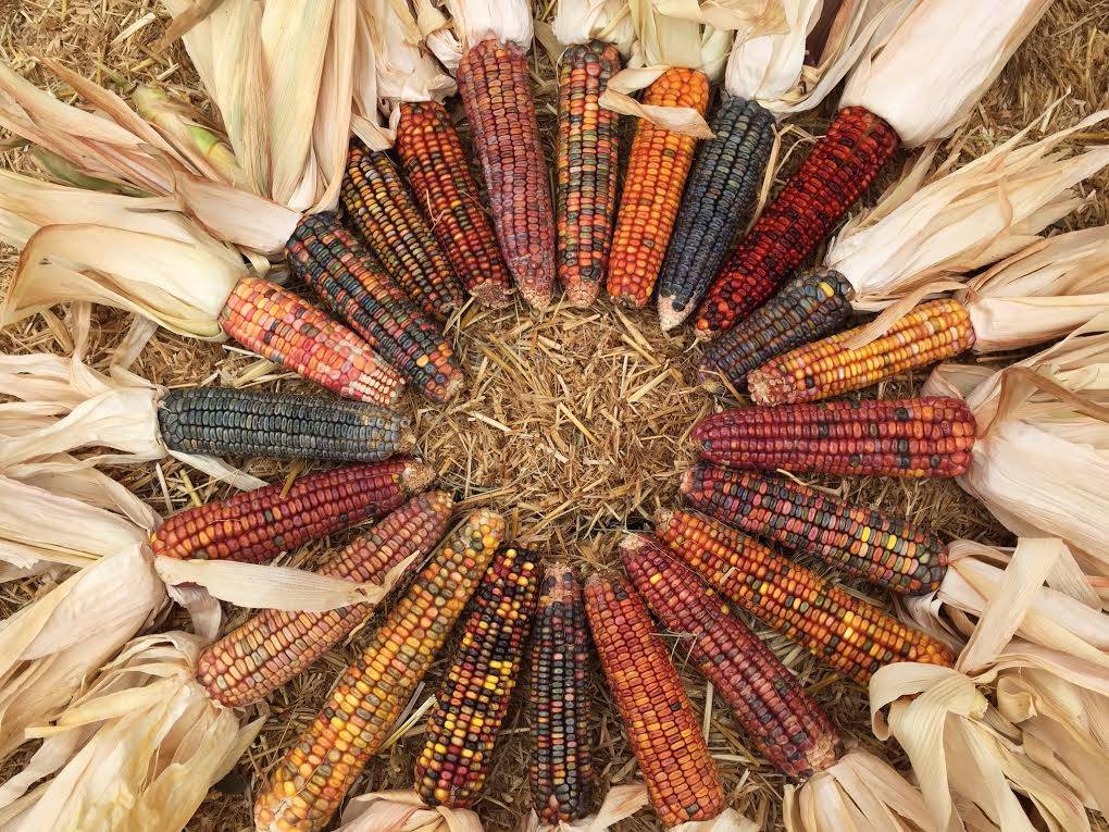 Зубовидная кукуруза разных цветов фото