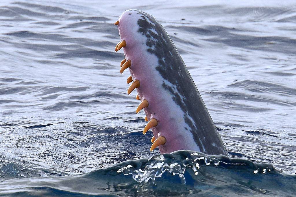 Зубы кита кашалота фото
