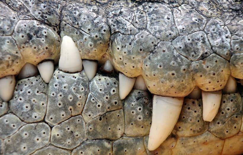 Зубы крокодила фото