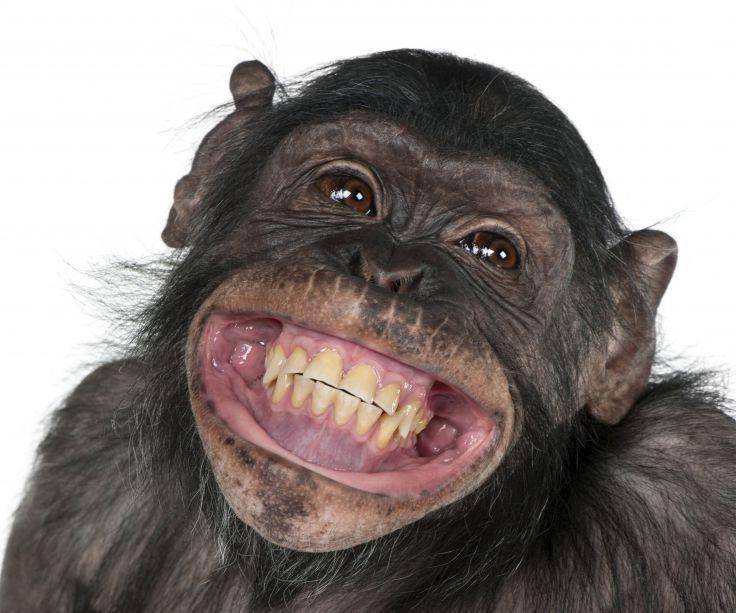 Зубы обезьяны фото