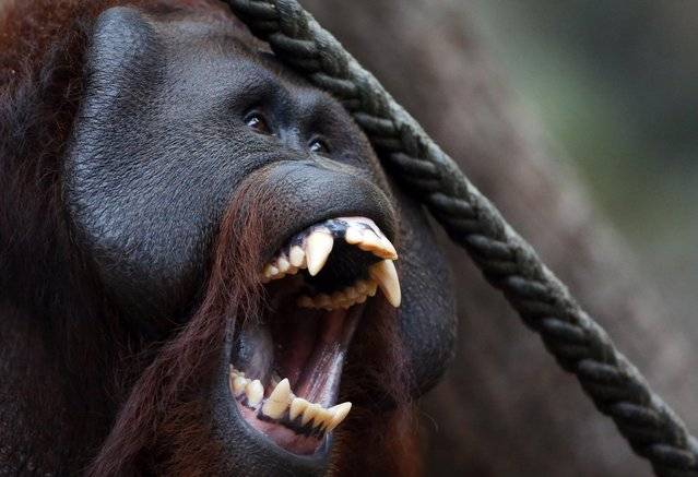 Зубы обезьяны