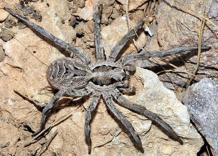 Испанский тарантул (лат. Lycosa hispanica)
